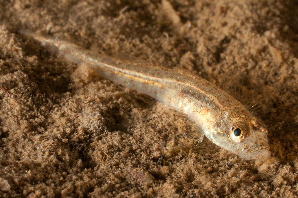 Sand goby 1